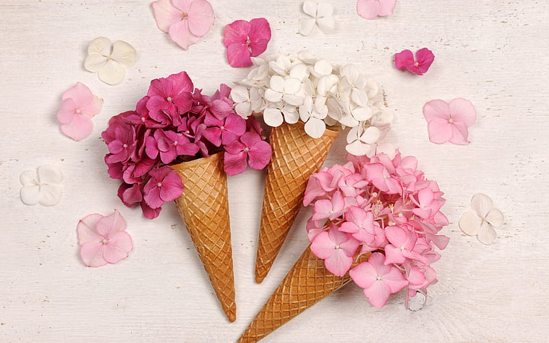 hydrangea, cornet, pink, flower, petals, white, HD wallpaper