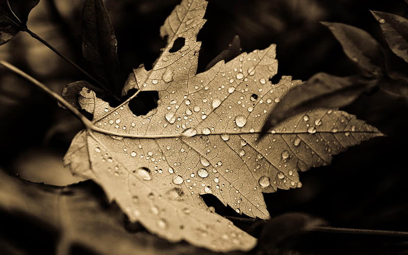 fall drops-Vintage style graphy, HD wallpaper