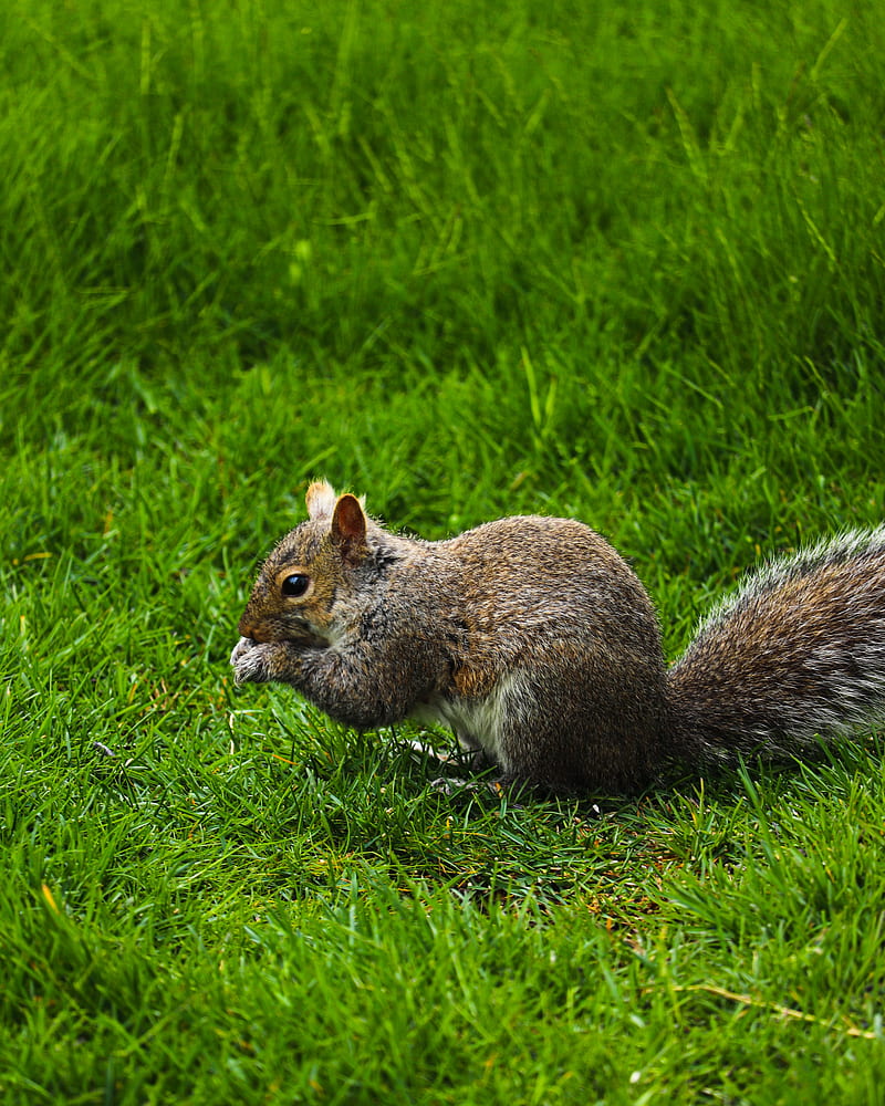 squirrel, rodent, grass, funny, HD phone wallpaper
