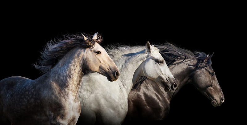 Horses, cal, black, white, horse, animal, HD wallpaper