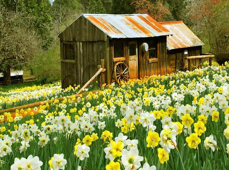 Rural scene, pretty, house, grass, cottage, daffodils, cabin, bonito, countryside, mountain, nice, rural, rustic, lovely, trees, slope, summer, nature, scene, villas, meadow, wooden, field, HD wallpaper