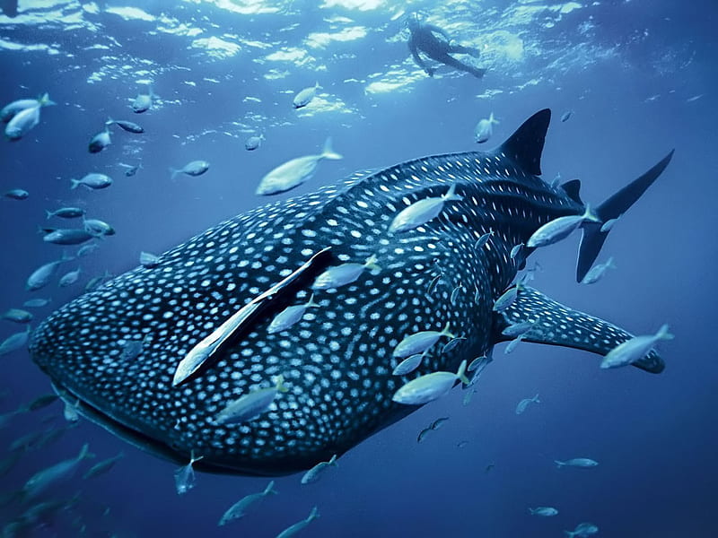 Whale Shark, underworld, amazing, ocean, nature, bonito, HD wallpaper