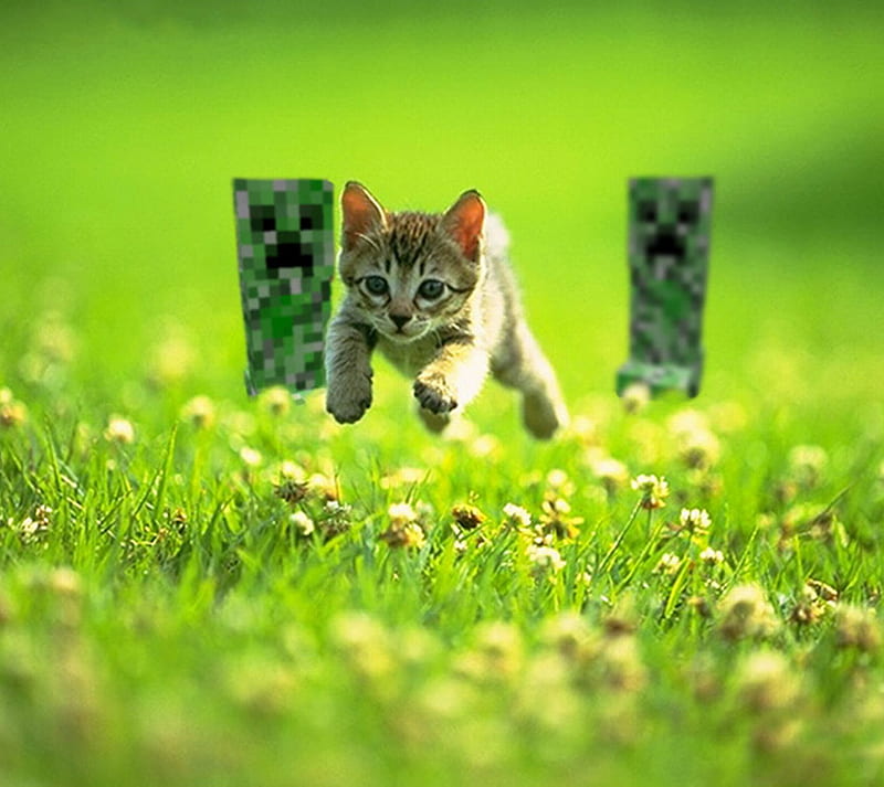 Running Cat, animal, pet, HD wallpaper