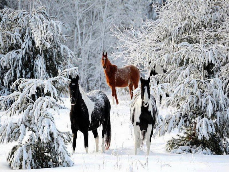 Winter romp, trees, snow, winter, horses, HD wallpaper