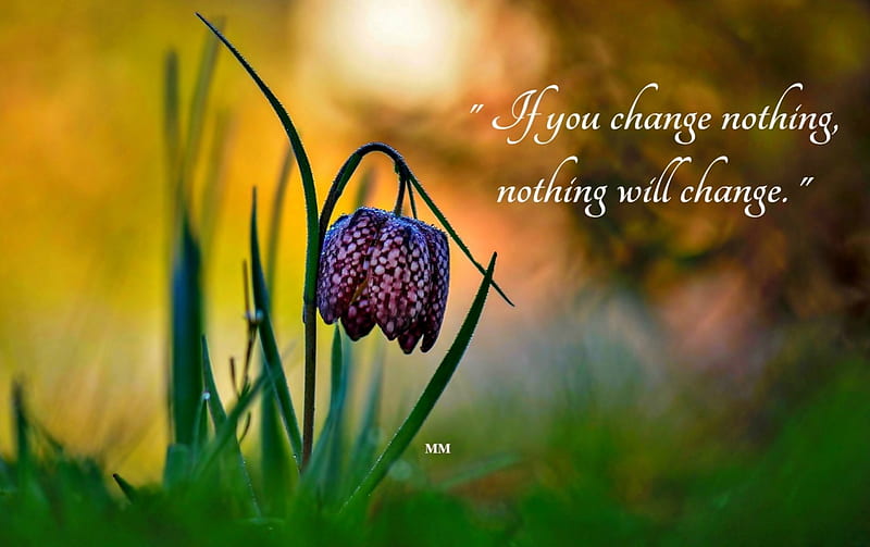 Change, Words, Thoughts, Nature, Flower, Quotes, HD wallpaper