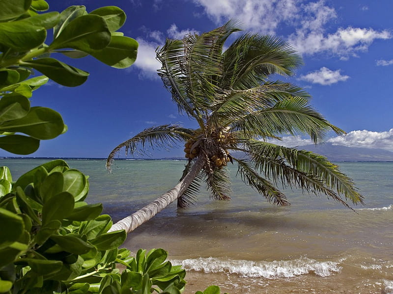 Stormy Weather on Hawaiian Beach, beaches, hawaii, nature, trees, stormy, palms, HD wallpaper