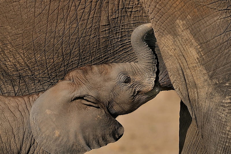 BOTTLE FOR BABY, mammal, elephants, gray, baby, animal, africa, HD wallpaper