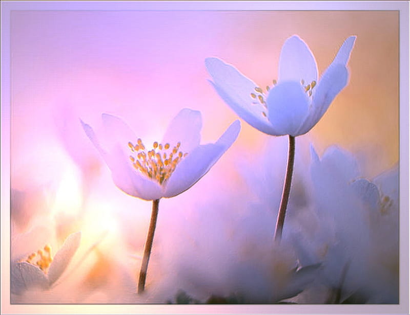 Wood Anemone, flower, flowers, nature, pastel, flood light, light, HD wallpaper