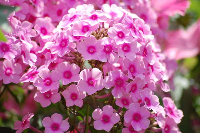Pink phlox, summer, flowers, phlox, pink, HD wallpaper