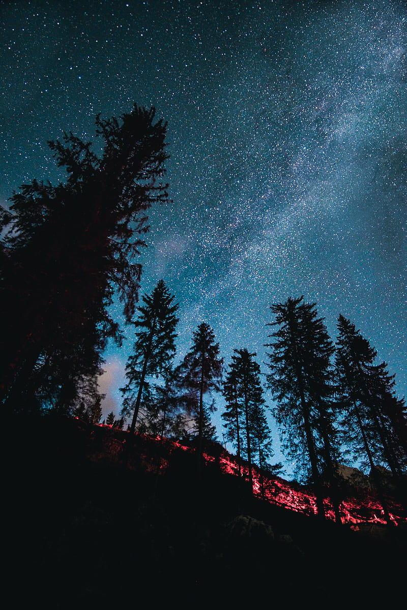 spruce, forest, trees, starry sky, stars, HD phone wallpaper