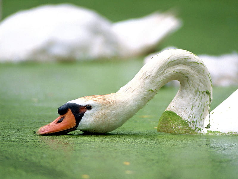 Beautiful swan, birds, swan, water, green, bird, nature, single, white, animals, HD wallpaper