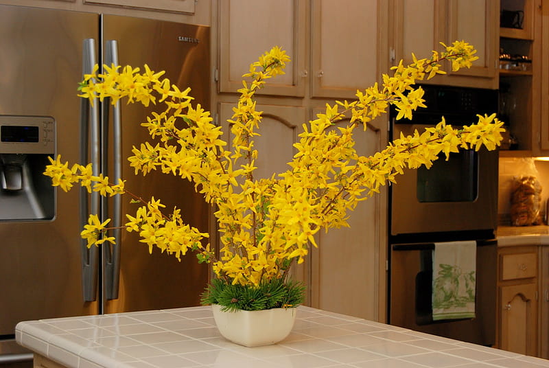 forsythia, yellow, vase, flowers, HD wallpaper
