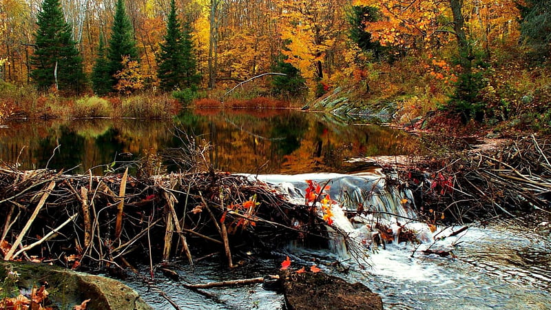 beaver dam in an autumn canadian forest, pond, forest, autumn, damn, falls, HD wallpaper