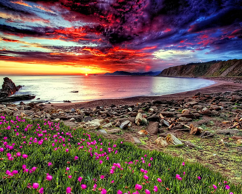 Beautiful Sunset, bay, flowers, sea, shore, HD wallpaper | Peakpx
