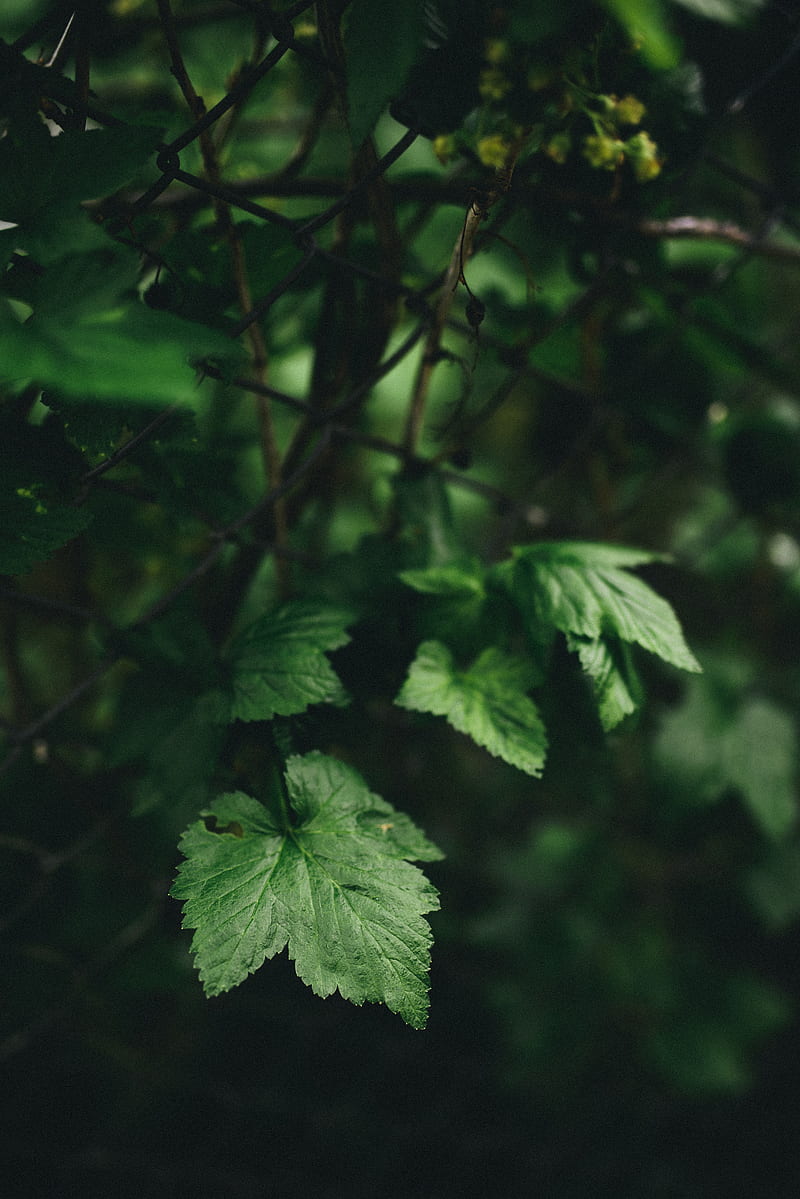 green leafy plant, HD phone wallpaper