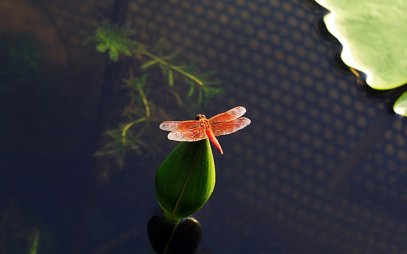 Red Dragonfly Lotus 2019 Animals High Quality, HD wallpaper