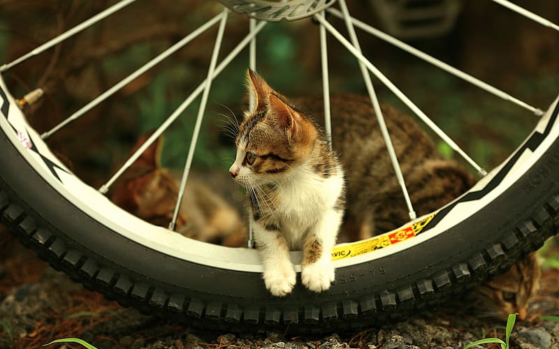 Cats, Cat, Animal, Wheel, Bicycle, Cute, HD wallpaper