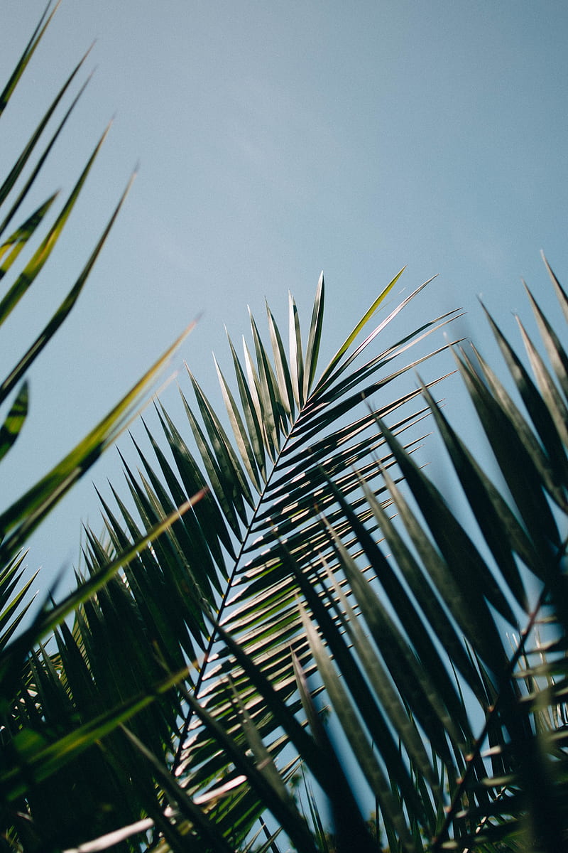 Aesthetic pc wallpaper 4k - palm leaves