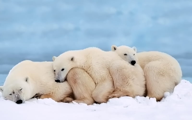 Snuggling with each other warm polar bear, HD wallpaper