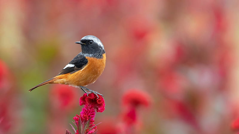 Animal, Redstart, Bird, Common Redstart, Flower, HD wallpaper