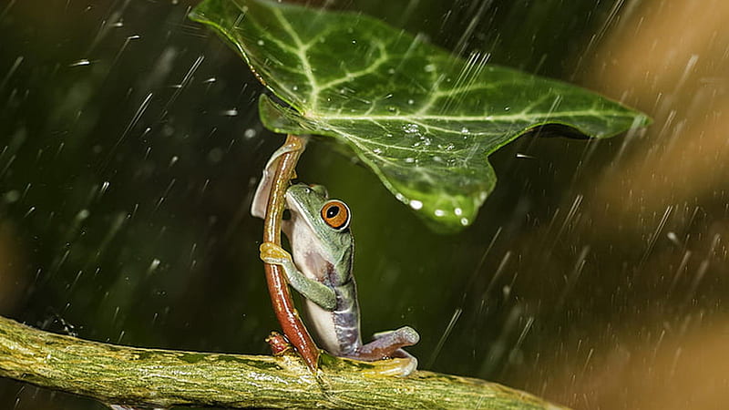 Green Frog Under Leaf On Tree Branch Frog, HD wallpaper