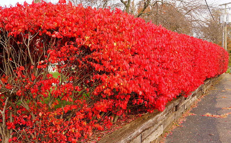 Scarlet Autumn, autumn shrubbery, red autumn, autumn bushes, fall bushes, HD wallpaper
