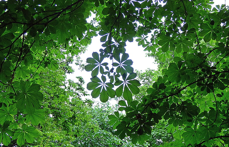 Look Up, leaves, chestnut, Germany, tree, HD wallpaper