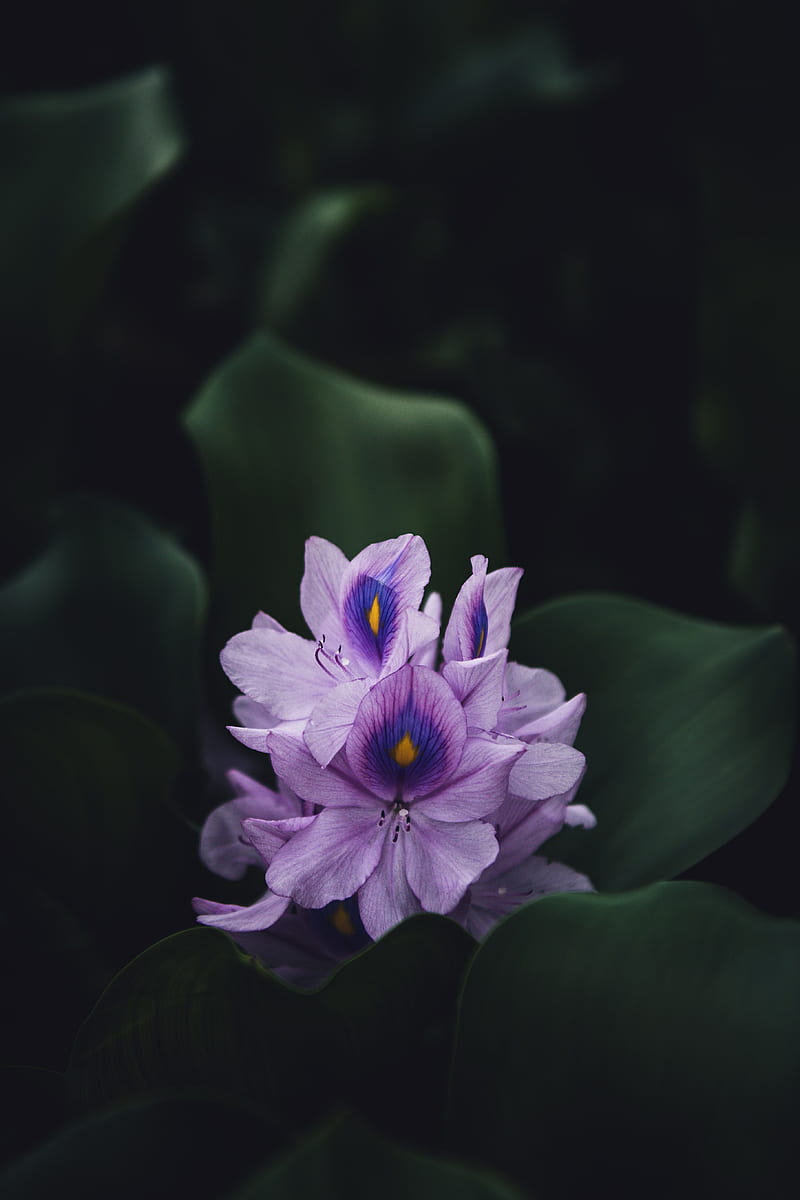 flower, purple, plant, bloom, macro, HD phone wallpaper