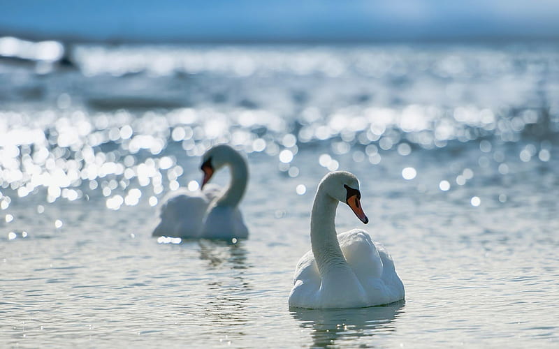 white swans-Animal, HD wallpaper