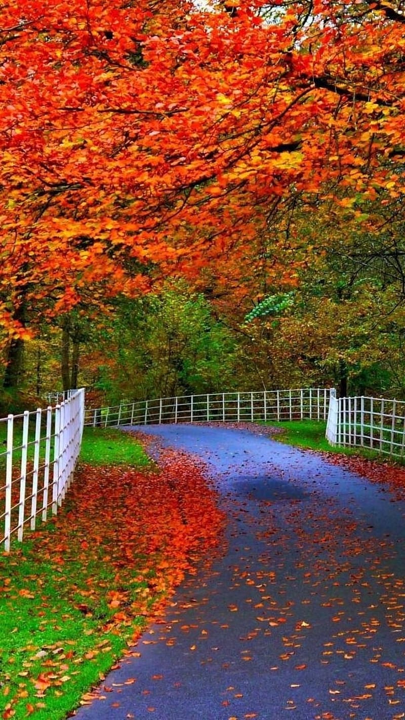 Beautiful Of Nature, Autumn Trees Most Beautiful, nature, HD phone wallpaper