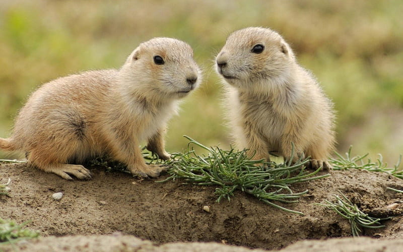 Gopher, paw, rodent, animal, HD wallpaper