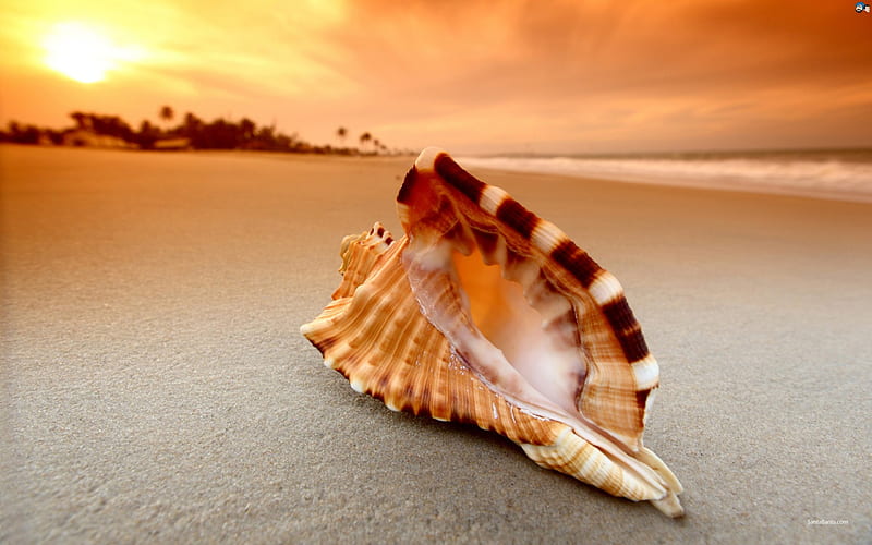 Conch Shell on Sunset Beach, sand, shell, beaches, sunsets, nature, conch, HD wallpaper