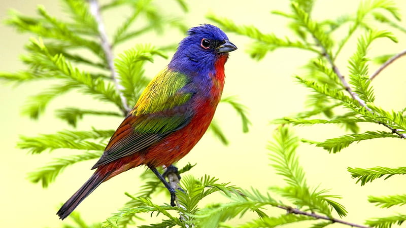 Violet Red Green Yellow Parrot On Leafed Tree Branch Birds, HD wallpaper