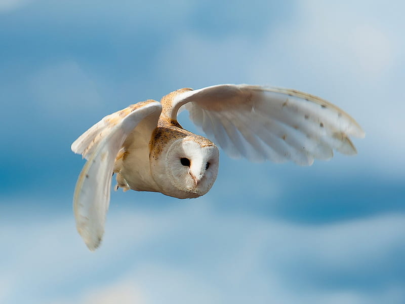 Common Barn Owl, owl, wings, flight, birds, animal, HD wallpaper
