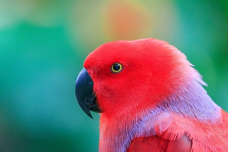 Colorful Parrot , parrot, birds, HD wallpaper