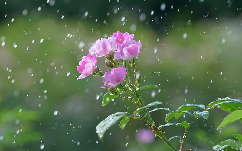Wild Rose in Rain, flower, rain, pink, wild rose, HD wallpaper