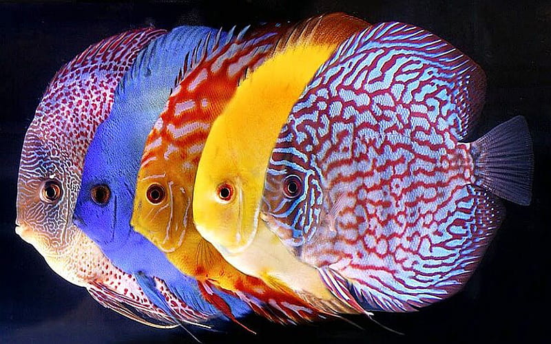 discus fish, colourful, fish, animal, discus, HD wallpaper