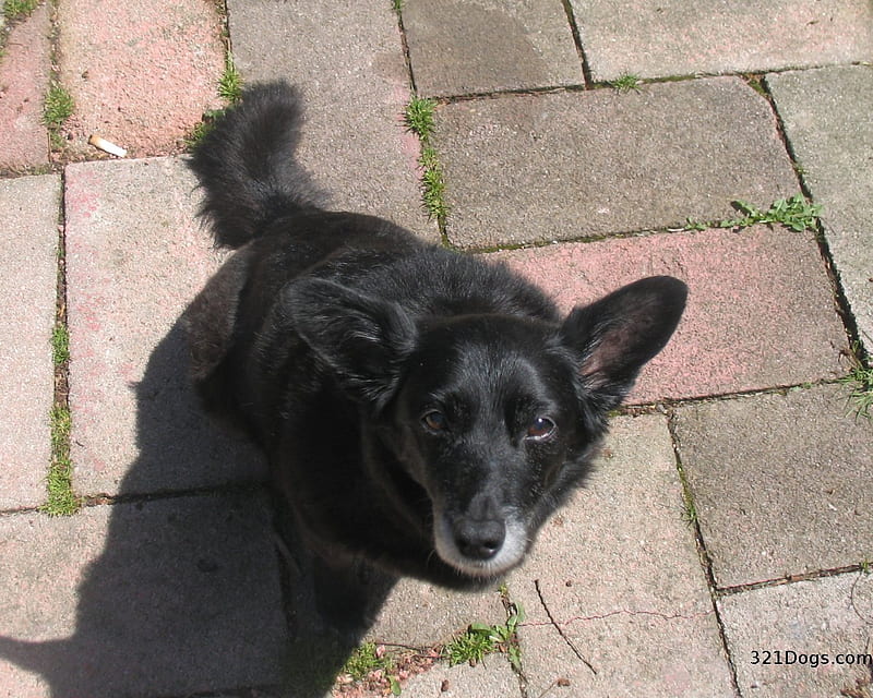 Can You Take Me Out On A Walk?, schipperke, black, animals, dogs, puppy, begging, HD wallpaper