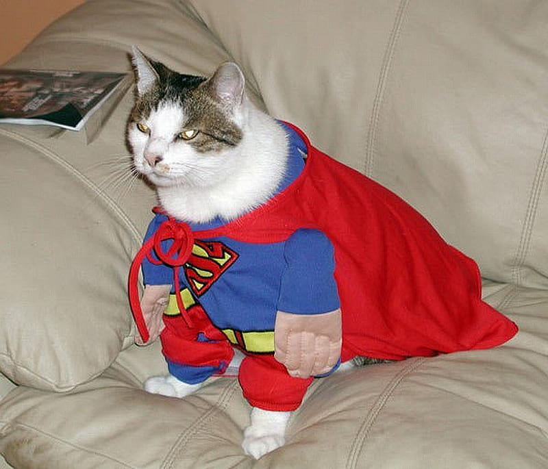 Super Cat!!, costumes, funny, cats, animals, HD wallpaper | Peakpx