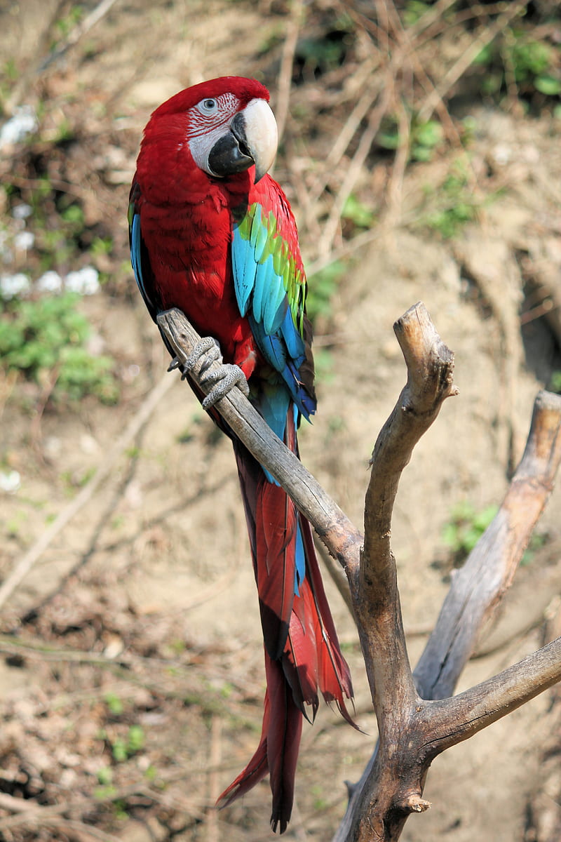 red, blue, and green parrot on driftwood, HD phone wallpaper