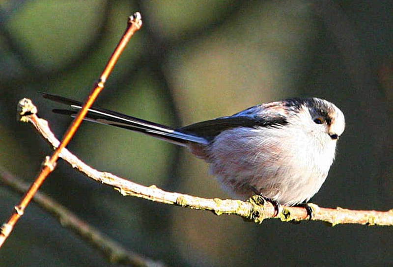 bird, branch, tail, tit, long, HD wallpaper