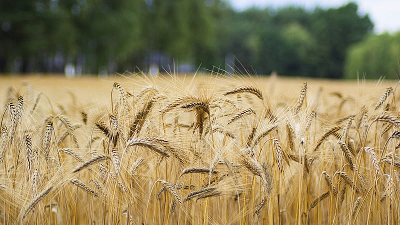 wheat field, plants, blurry, Landscape, HD wallpaper