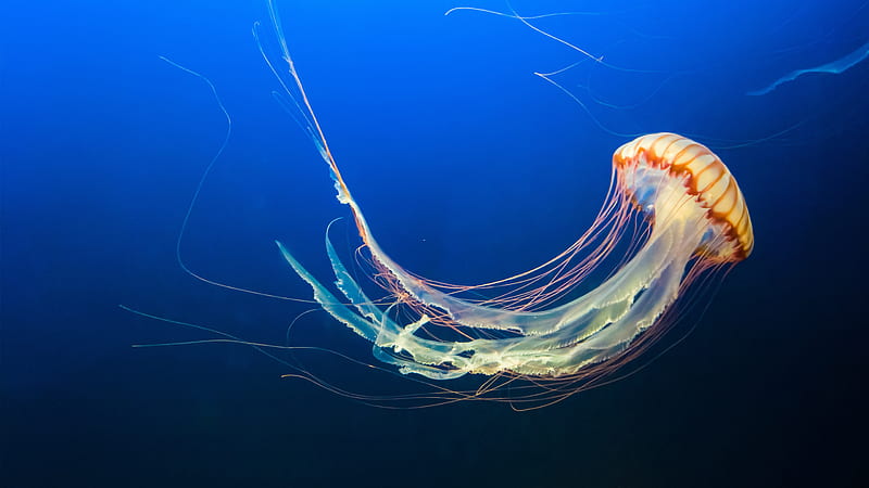 jellyfish, underwater, blue, Animal, HD wallpaper