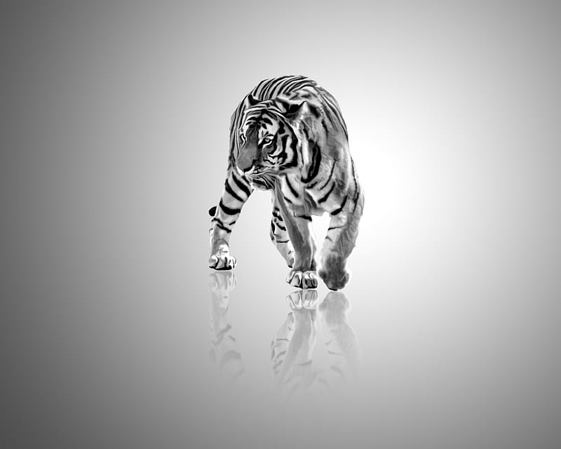 black-and-white-tiger, art, tigers, tiger, abstract, drawings, cats, big cats, animals, HD wallpaper