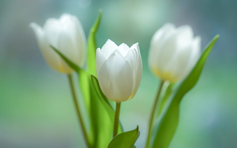 white tulips, spring, white flowers, tulips, bouquet, HD wallpaper