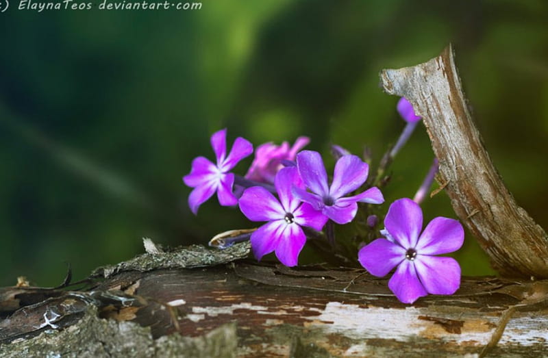 Florets, flowers, nature, soft, purple, HD wallpaper