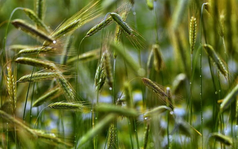 Swedish summer, Sweden, grass, fresh, raindrops, dew, drops, dewdrops, summer, nature, rain, field, HD wallpaper