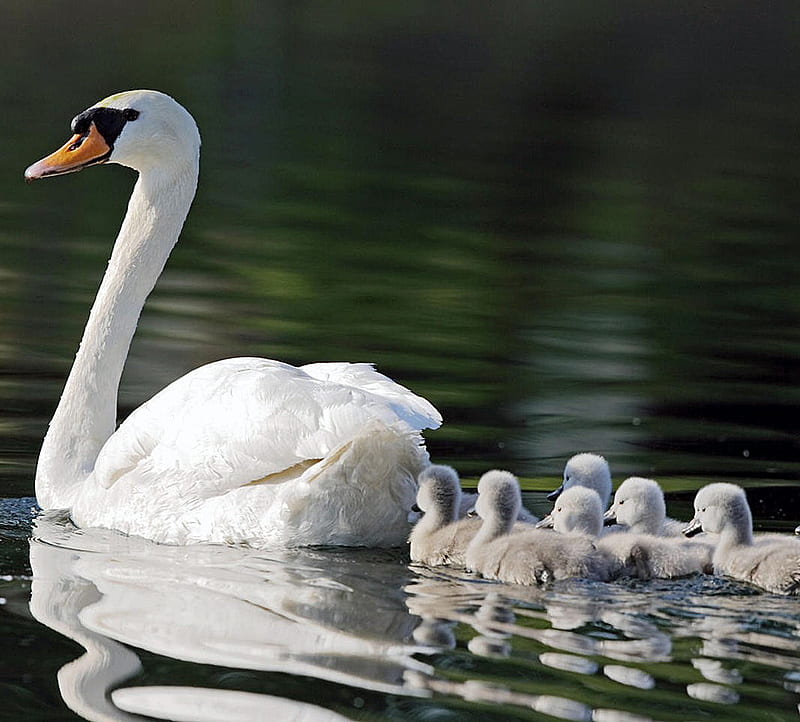 Swan Family, HD wallpaper