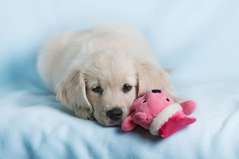 Puppy, labrador, caine, toy, pink, blue, dog, animal, pet, cute, HD wallpaper