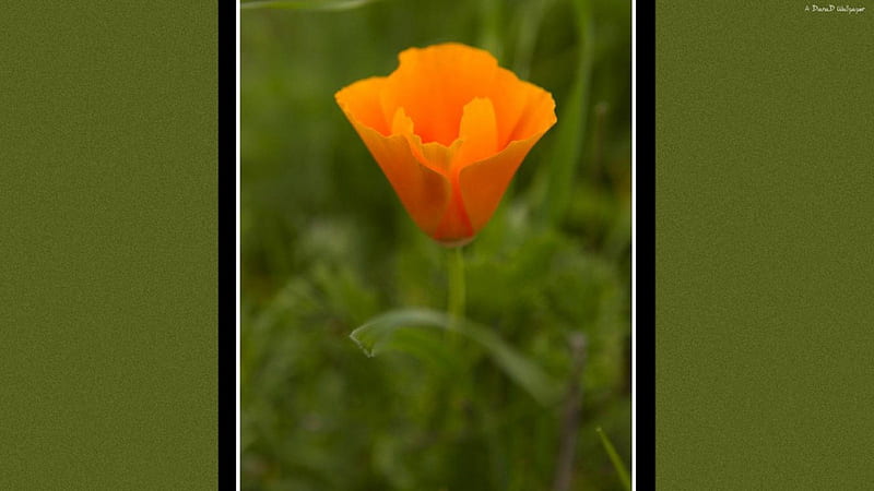 California Poppy, poppy, flower, nature, orange, HD wallpaper